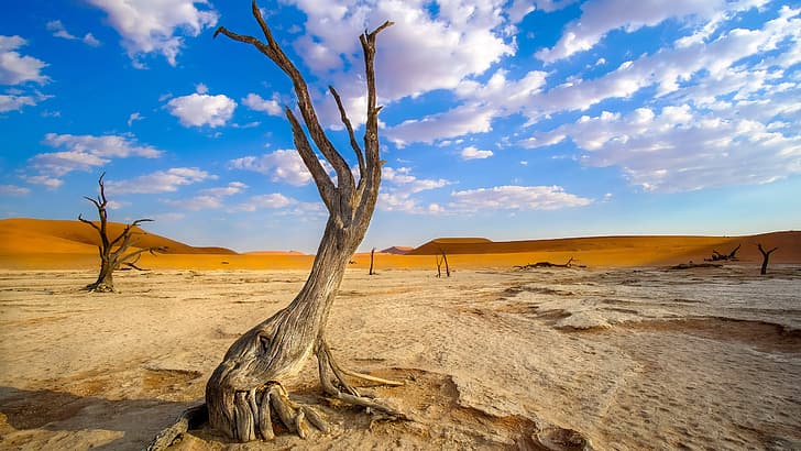 Namibia, Africa, wood, desert, landscape, HD wallpaper