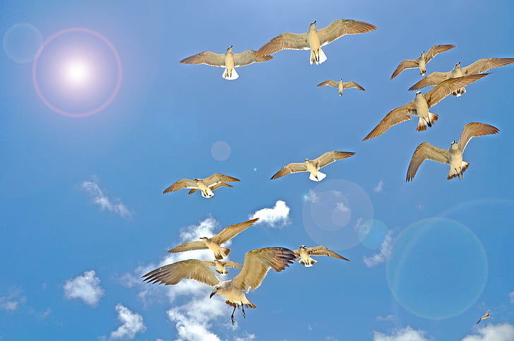 the sky, the sun, flight, birds, seagulls, wings, HD wallpaper
