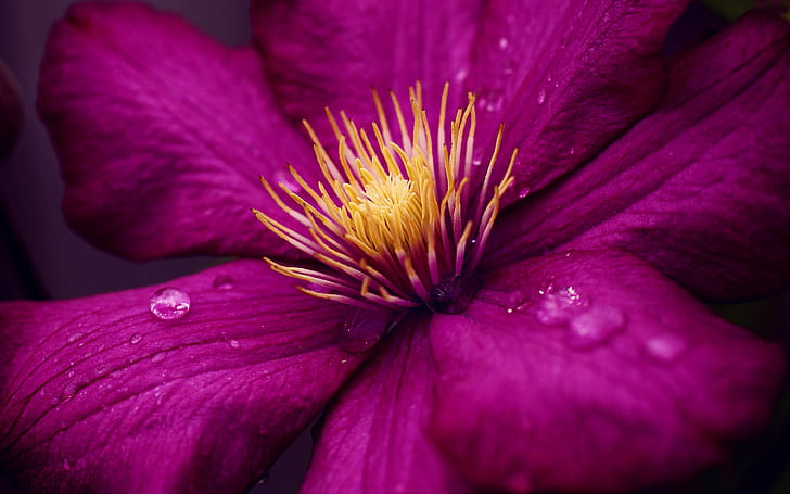 マクロ花紫水滴HD、自然、花、マクロ、水、紫、滴、 HDデスクトップの壁紙