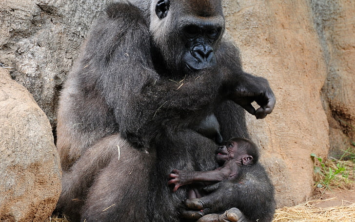 black gorilla, gorilla, cub, caring, feeding, HD wallpaper