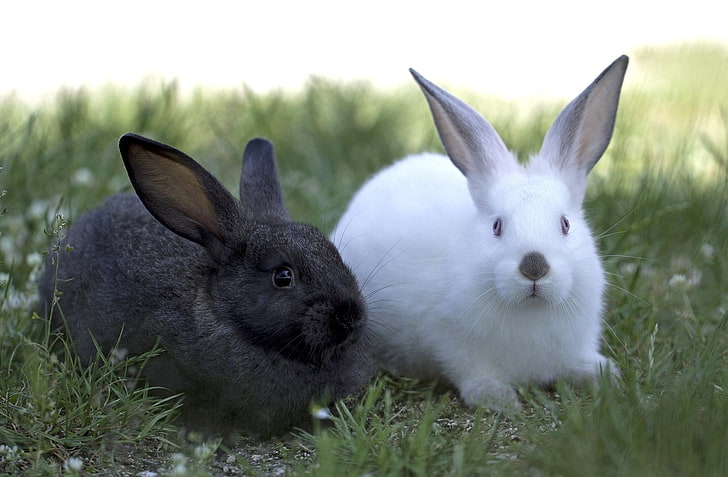 two gray and white rabbits, white, black, pair, rabbits, HD wallpaper