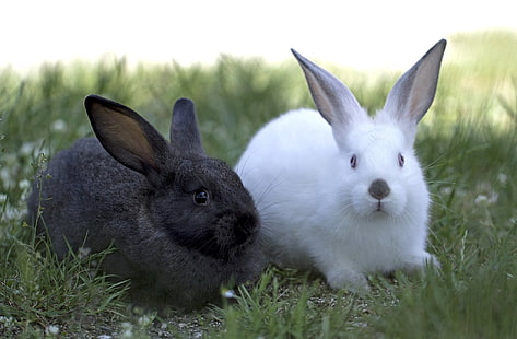 два серых и белых кролика, белый, черный, пара, кролики, HD обои HD wallpaper