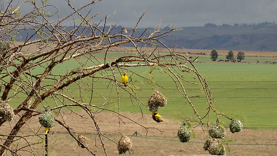 птичье гнездо, южная африка, гроза, деревья, HD обои HD wallpaper
