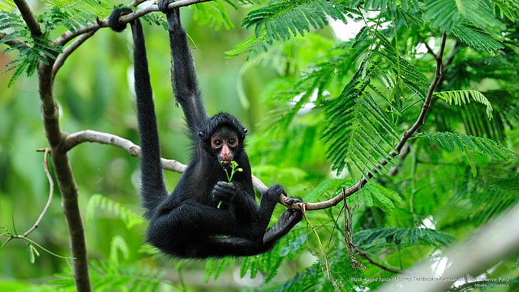 Black-Faced Spider Monkey, Tambopata-Candamo Nature Reserve, Peru, Animals, HD wallpaper