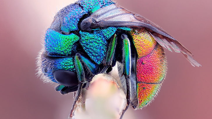 kumbang, serangga, hewan, warna-warni, makro, Wallpaper HD