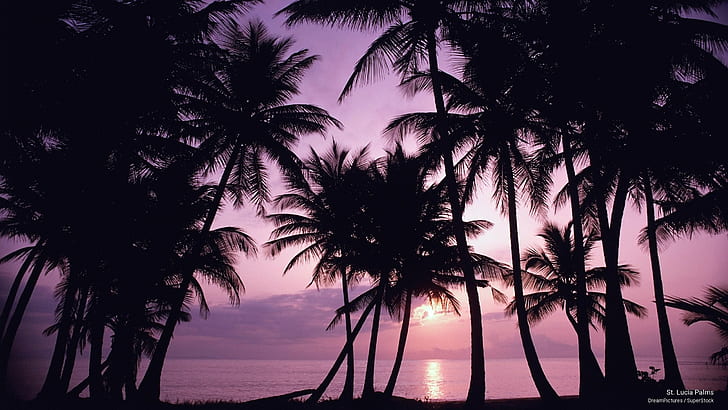 St. Lucia Palms, Islands, HD wallpaper
