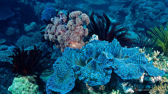 Малка гигантска мида и меки корали, Австралия, океански живот, HD тапет HD wallpaper