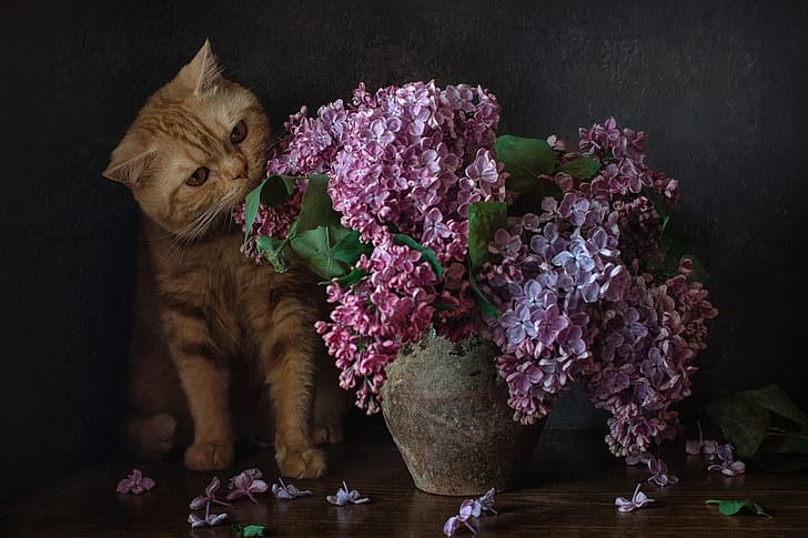 karangan bunga, ungu, kucing merah, kucing, Wallpaper HD