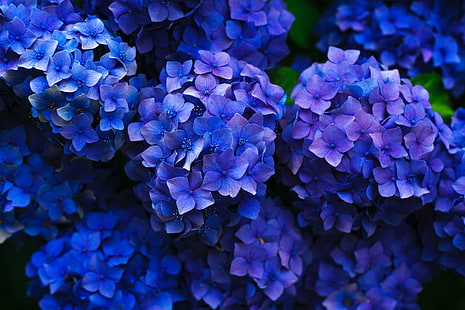 Hortensie, Blütenstände, Blüte, Blumenbeet, Garten, HD-Hintergrundbild HD wallpaper