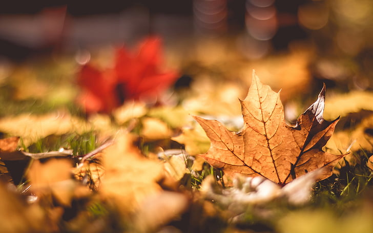 Maple leaf, Autumn, Foliage, Macro, HD, HD wallpaper