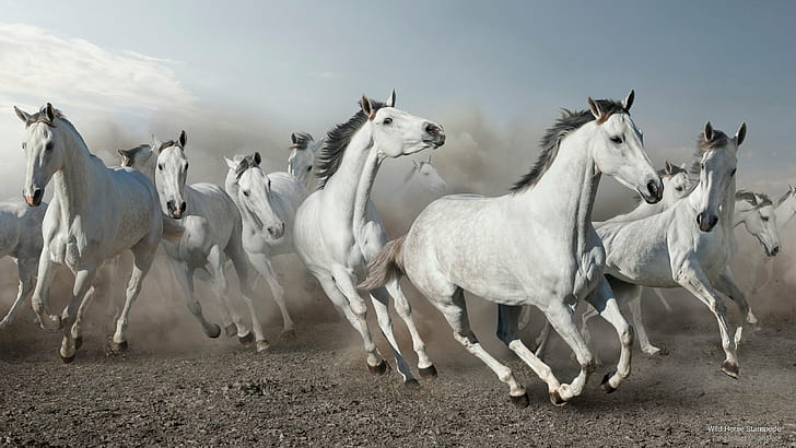 Injak kuda liar, hewan, Wallpaper HD