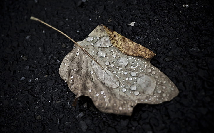 dried leaf, leaf, drop, fall, macro, HD wallpaper