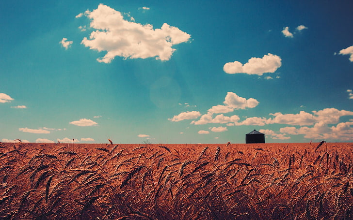 wheat field, nature, wheat, landscape, field, sky, clouds, HD wallpaper