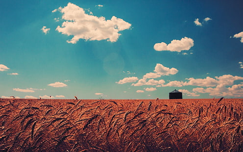 ladang gandum, alam, gandum, lanskap, lapangan, langit, awan, Wallpaper HD HD wallpaper