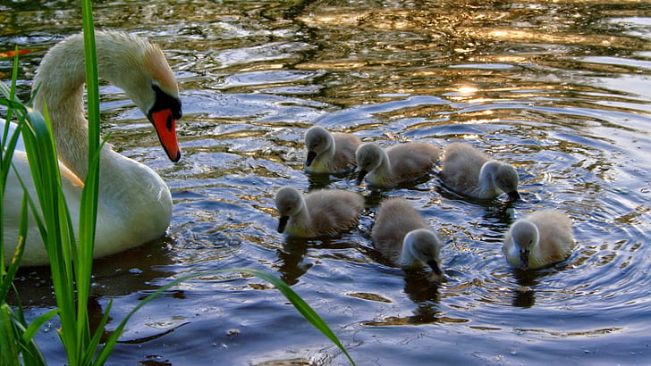 Mama Babies Praying, ducklings, babies, nature, swim, swan, ducks, pray, water, prayer, birds, animals, HD wallpaper