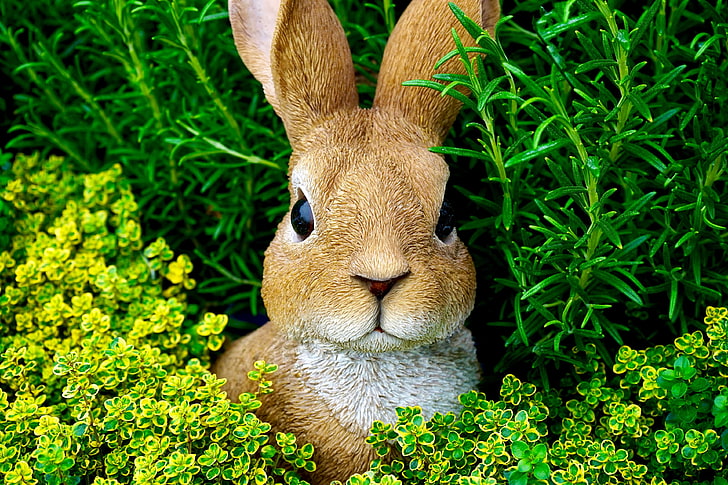 bunny, cute, ears, easter bunny, field, fur, garden, grass, growth, hayfield, lawn, leaves, nature, outdoors, park, rabbit, HD wallpaper