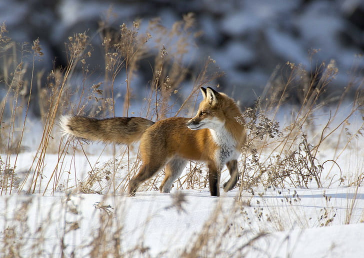 Red fox in snow, brown-and-white fox, winter, snow, fox, Red, HD wallpaper