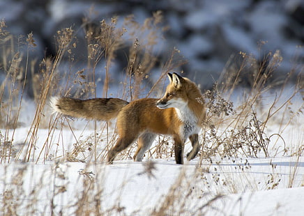 Червена лисица в сняг, кафяво-бяла лисица, зима, сняг, лисица, червена, HD тапет HD wallpaper