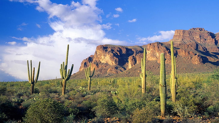 arizona, cactus, clouds, forests, landscapes, mountains, national, tonto, HD wallpaper
