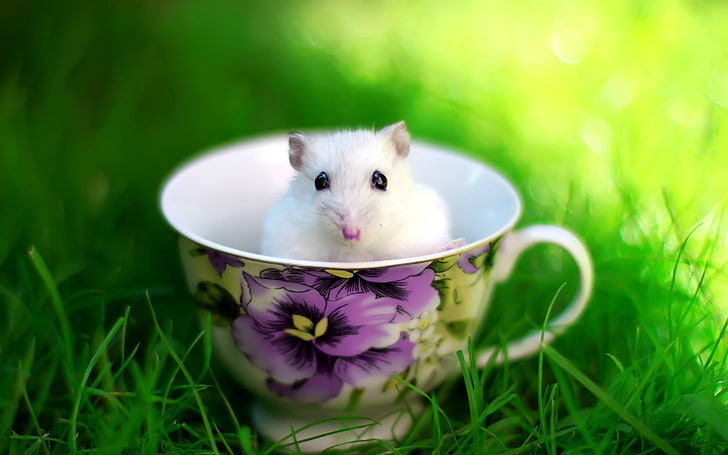 white mouse, hamster, cup, rodent, grass, HD wallpaper