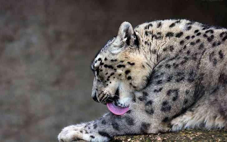 animals, wildlife, snow leopard, HD wallpaper