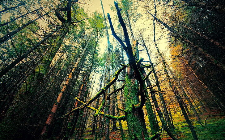 ป่าไม้ทิวทัศน์ธรรมชาติต้นไม้, วอลล์เปเปอร์ HD