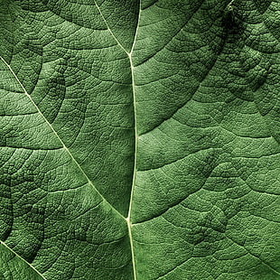 green leaf photo, Topography, Explored, green leaf, photo, HDR, PS, Photoshop, Sony, nature, leaf, backgrounds, close-up, plant, pattern, green Color, macro, freshness, textured, HD wallpaper HD wallpaper