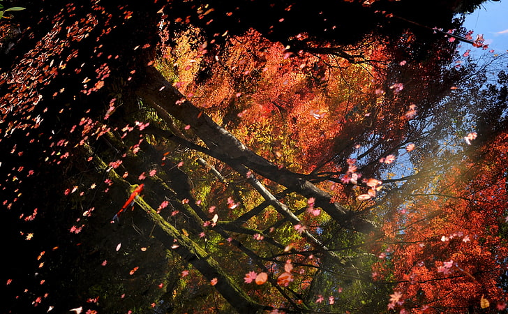 Листья клена, плавающие на воде, роспись по дереву, Сезоны, Осень, Листья, Плавающие, Вода, Клен, HD обои