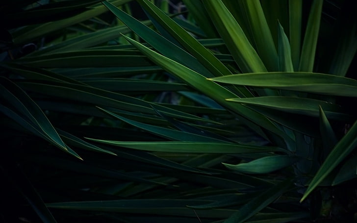 tanaman pandan hijau, hijau, hitam, Wallpaper HD
