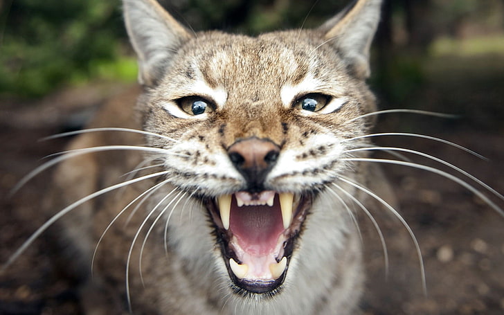 自然、動物、オオヤマネコ、大きな猫、口を開けて、 HDデスクトップの壁紙