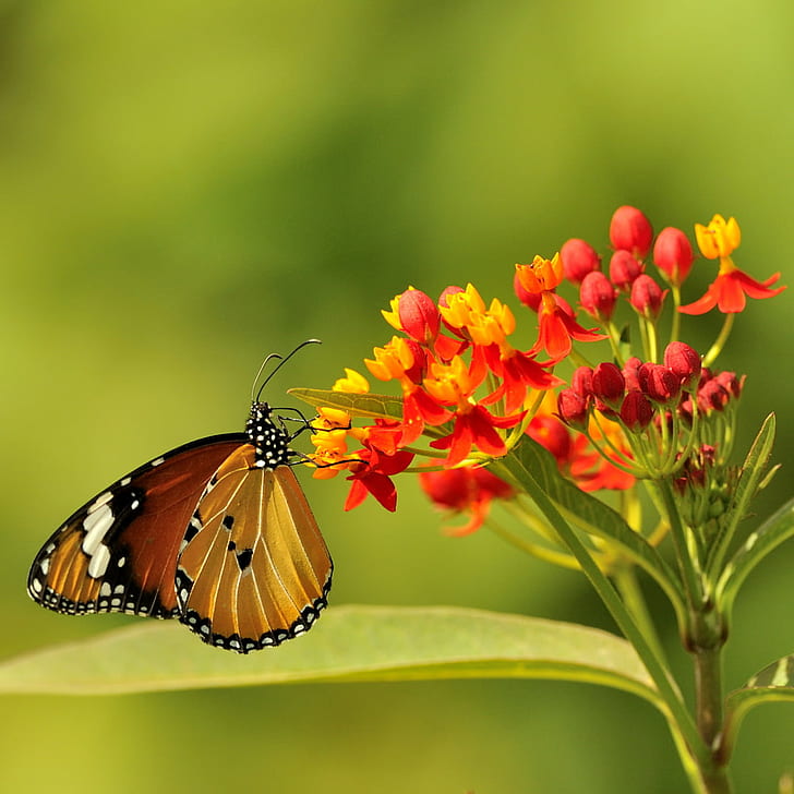 z bliska zdjęcie motyla monarcha na kwiatach czerwonych i żółtych, doux, nektar, ścieśniać, zdjęcie, motyl monarch, czerwony, żółty, kwiaty, motyl motyl, w locie, cudowny, makro, kolor, natura, owad, motyl - owad, kwiat, piękno w przyrodzie, lato, Tapety HD