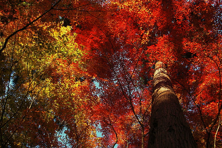 カエデの木、昼間、緑、黄色の木、木、秋、 HDデスクトップの壁紙