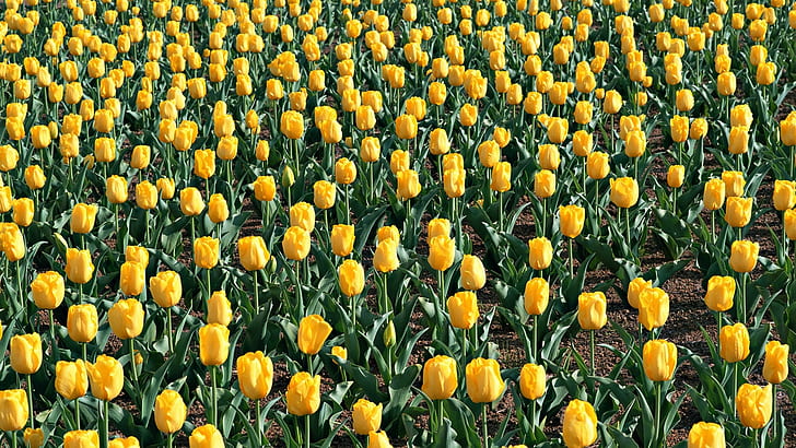 Tulipani, fiori, campo, foglie, suolo, primavera, Sfondo HD