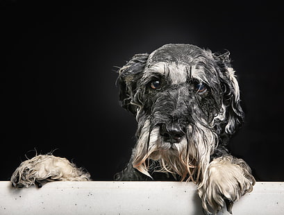 olhar, cada, cachorro, banho, cachorrinho, retrato molhado, HD papel de parede HD wallpaper