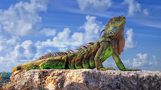 iguana verde, lucertole, animali, rettili, roccia, cielo, nuvole, primo piano, colorato, luce solare, iguana, Sfondo HD HD wallpaper