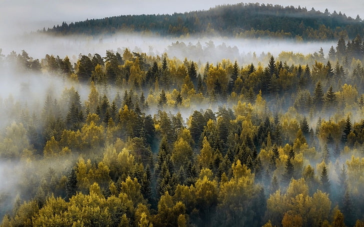 grünblättriges Baumstammstück, landschaft, beschaffenheit, berge, wald, nebel, fall, bäume, finnland, HD-Hintergrundbild