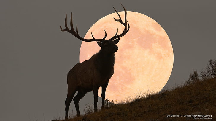 Bull Elk and a Full Moon in Yellowstone, Wyoming, Animals, HD wallpaper