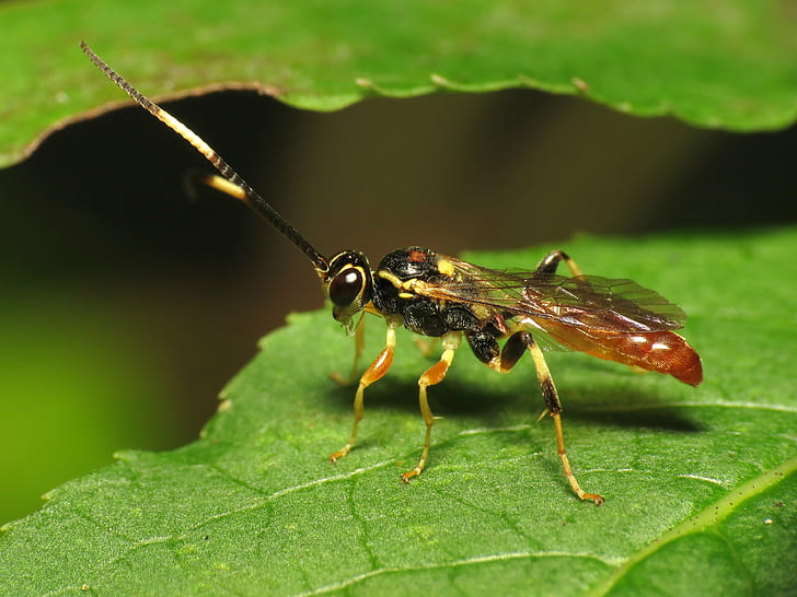 yellow and black wasp perched on green leaf, ichneumon, ichneumon, Ichneumon, yellow, black wasp, green leaf, Washington, DC, Rock Creek Park, Park  Life, Life on Earth, nature, Canon Powershot SX, HS, Arthropoda, Insect, Hymenoptera, Ichneumonidae, taxonomy, family, parasitic wasp, animal, macro, close-up, HD wallpaper