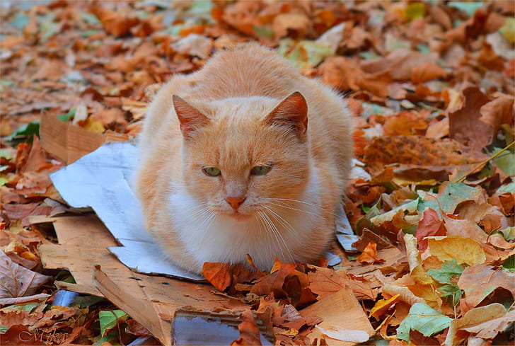 القط ، الخريف ، الخريف ، أوراق الشجر ، الأوراق، خلفية HD