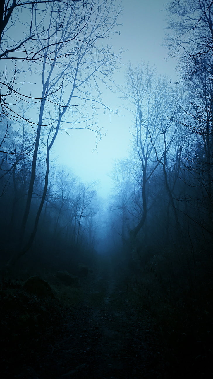 czarne nagie drzewa, mgła, przyroda, ciemny, niebieski, drzewa, las tropikalny, las, Tapety HD, tapety na telefon