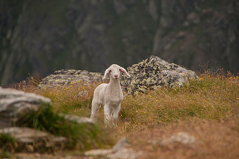 cabra verde, cordero, oveja, cachorro, montañas, Fondo de pantalla HD HD wallpaper