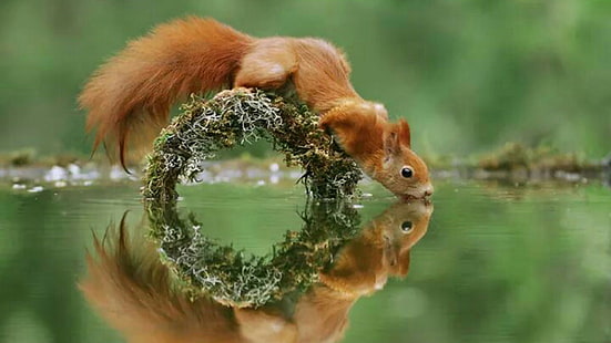 scoiattolo, carina, fauna, bere, volpe scoiattolo, natura, roditore, animale selvaggio, assetato, grugno, fotografia, fotografia naturalistica, Sfondo HD HD wallpaper
