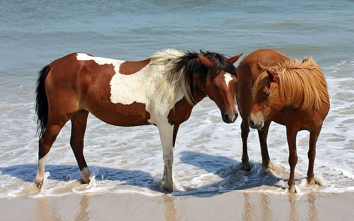 two brown horses, steam, water, horse, brown, spotted, HD wallpaper