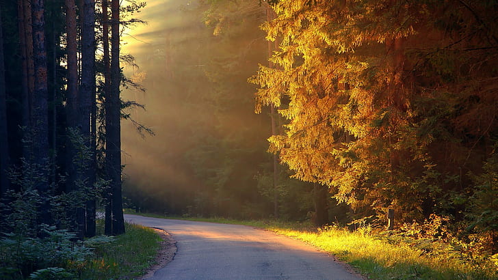Straßen-Sonnenlicht-Bäume Forest HD, leere Fahrbahn umgeben durch treez, Natur, Bäume, Sonnenlicht, Wald, Straße, HD-Hintergrundbild