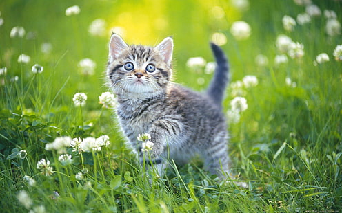 Кошки, Кошка, Животное, Детское животное, Трава, Котенок, Весна, HD обои HD wallpaper
