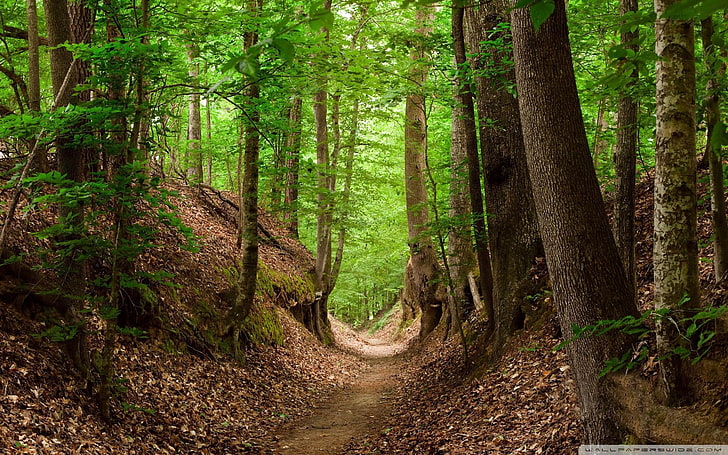 carretera forestal-Summer Photo HD Wallpaper, sendero de montaña, Fondo de pantalla HD