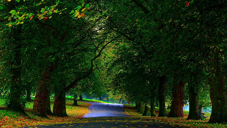 jalan hitam dan pohon, pohon daun hijau di samping jalan abu-abu, alam, pohon, hutan, cabang, daun, kayu, taman, jalan, jatuh, bangku, lapangan, rumput, Wallpaper HD