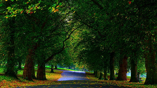 черная дорога и деревья, зеленые листья деревьев рядом с серой дорогой, природа, деревья, лес, ветка, листья, лес, парк, путь, осень, скамейка, поле, трава, HD обои HD wallpaper