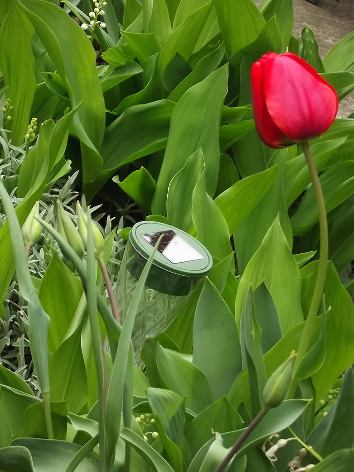 grama, tulipas, HD papel de parede, papel de parede de celular