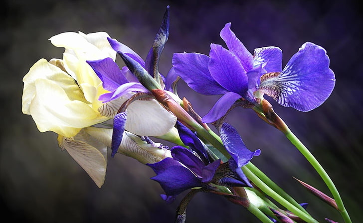 flores de iris morado y amarillo, iris, flores, bouquet, primer plano, borrosa, Fondo de pantalla HD